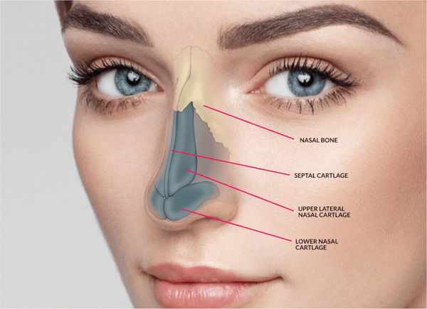 Rhinoplasty (Nose Surgery)
